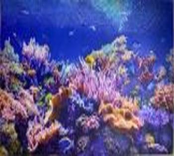 Коралловый риф панно 602*1002 мм