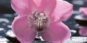 10-04-04-162-1 Вставка "Орхидея" черная